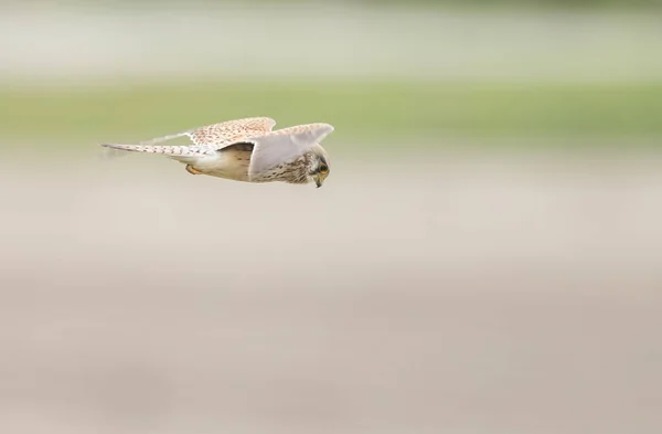 Kestrel Común Falco Tinnunculus — Foto de Stock