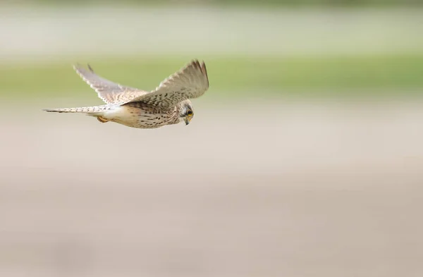 Yaygın Kerkenez Falco Tinnunculus — Stok fotoğraf