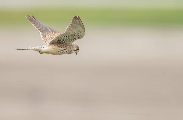 Обыкновенный Кестрел Falco Tinnunculus — стоковое фото