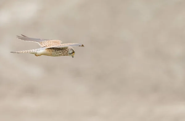 Frequentes Kestrel Falco Tinnunculus — Fotografia de Stock