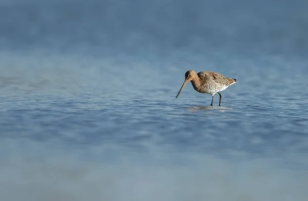 Чернохвостая Богиня Limosa Limosa Весной Голландских Болотах — стоковое фото