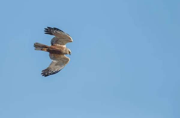 Common Kestrel Falco Tinnunculus — Stock fotografie