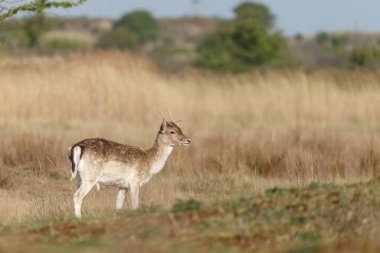 tarlada düşen geyik
