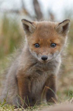 kızıl tilki doğada
