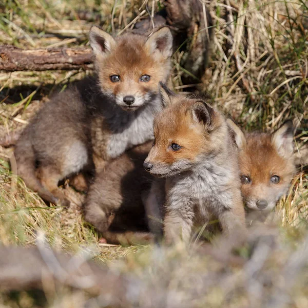 Κόκκινες Αλεπούδες Στη Φύση — Φωτογραφία Αρχείου
