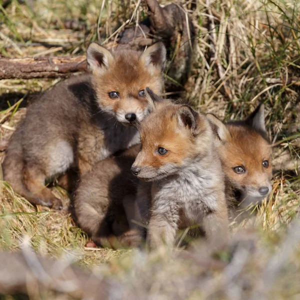 Červené Lišky Přírodě — Stock fotografie