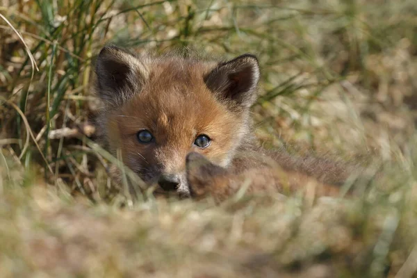 Renards Roux Dans Nature — Photo