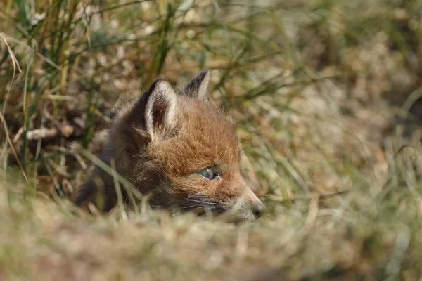Lisica Czerwona Naturze — Zdjęcie stockowe