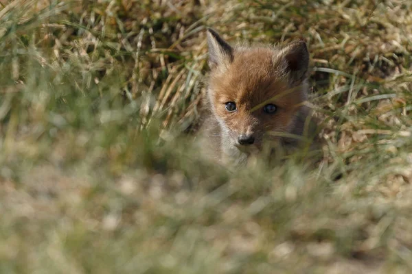 Red Fox Nature — Stock Photo, Image