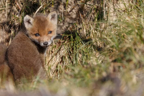 Rotfuchs Der Natur — Stockfoto