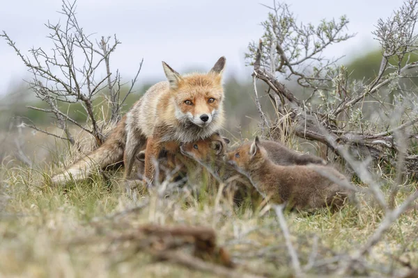 Volpi Rosse Natura — Foto Stock