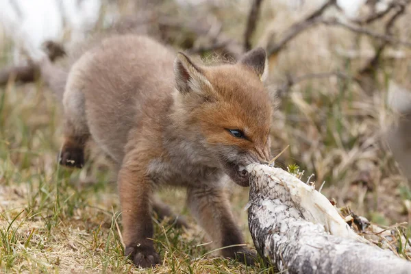 Red Fox Nature — Stock Photo, Image