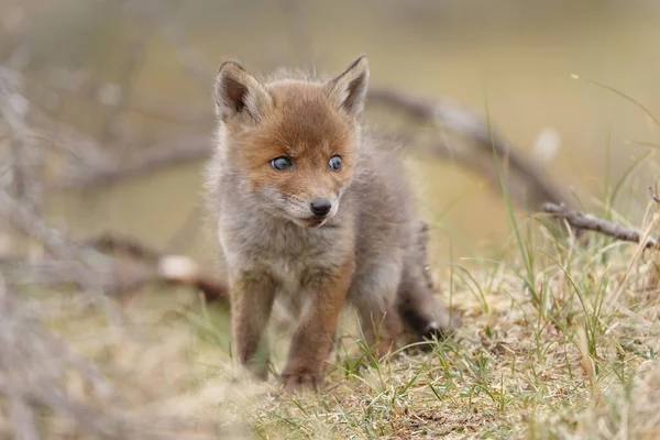 Rotfuchs Der Natur — Stockfoto