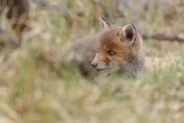 Červená Liška Přírodě — Stock fotografie