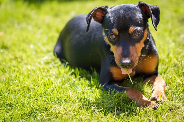 Pinscher, köpek cüce.