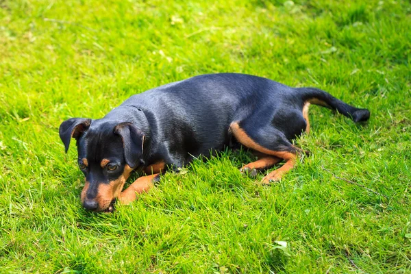 Dwarf Pinscher, dog — Stock Photo, Image