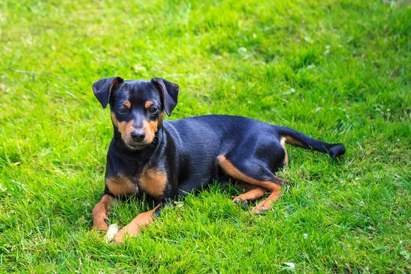 Dwarf Pinscher, dog — Stock Photo, Image