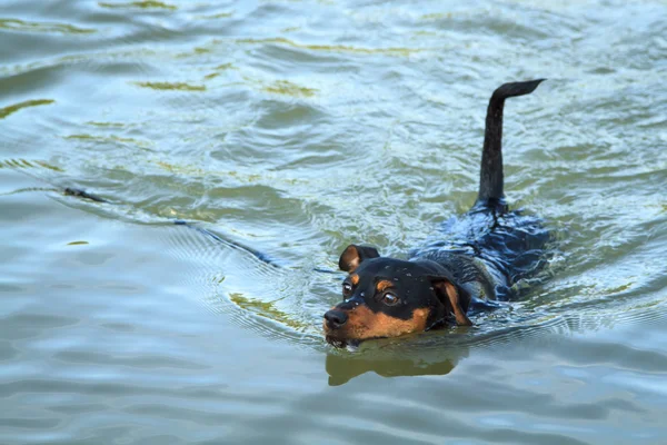 Anão Pinscher, cão. — Fotografia de Stock