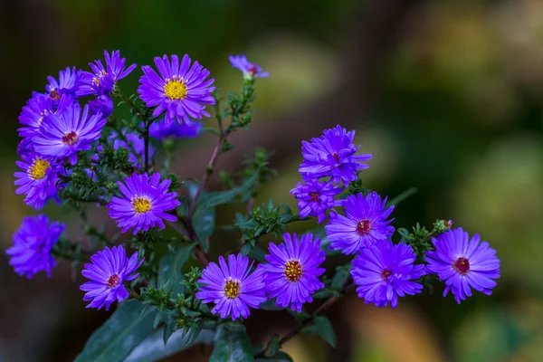 Le chrysanthème violet — Photo