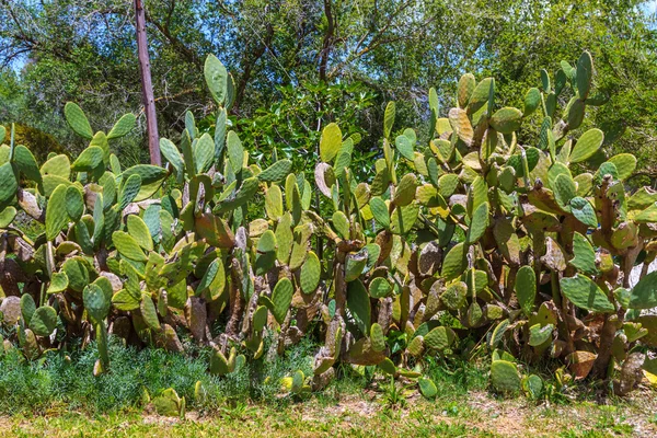 Kaktusar i Korfu, Grekland — Stockfoto