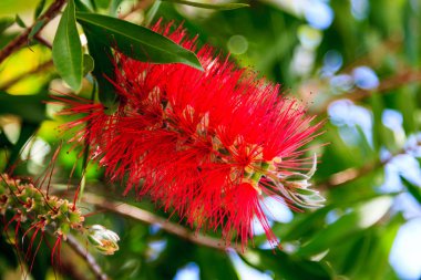 Kırmızı bir çiçek, Corfu