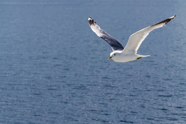 A flying seagull. — Stock Photo, Image