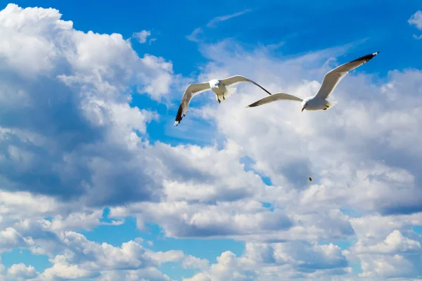 A flying seagull. — Stock Photo, Image