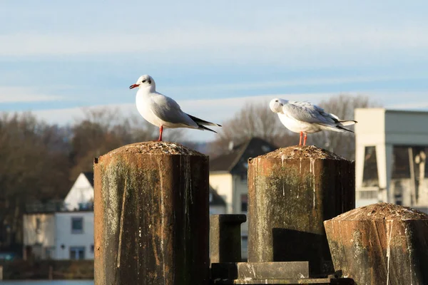 Seagulls in Essen-Kettwig at the Ruhr. — Stock Photo, Image