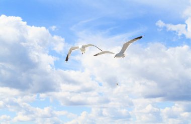 The seagulls in the sky. clipart