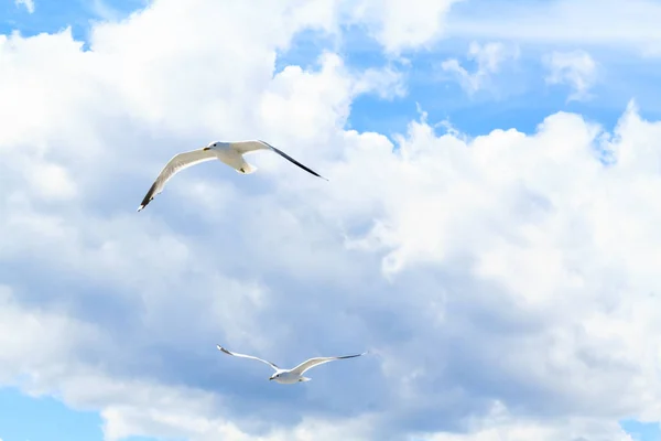 Las gaviotas en el cielo . — Foto de Stock