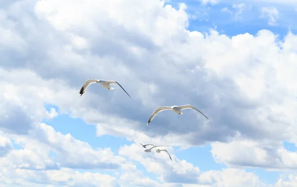 The seagulls in the sky. — Stock Photo, Image