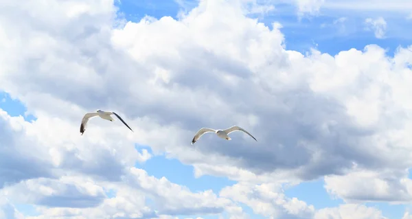 The seagulls in the sky. — Stock Photo, Image