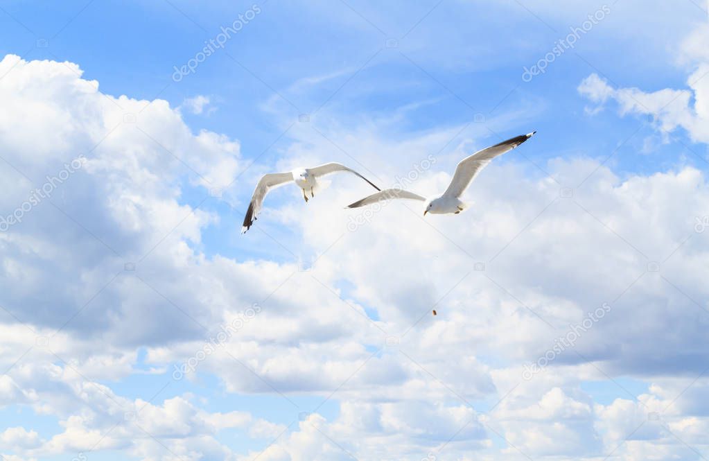 The seagulls in the sky.