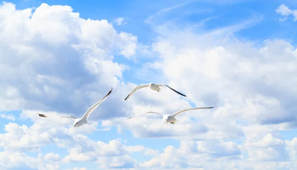 The seagulls in the sky. — Stock Photo, Image