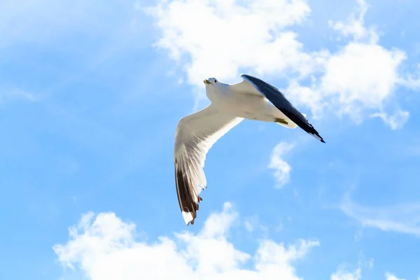 The seagulls in the sky. — Stock Photo, Image