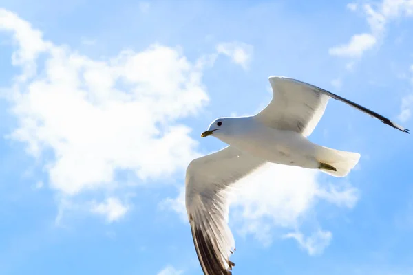 The gull in the sky. — Stock Photo, Image