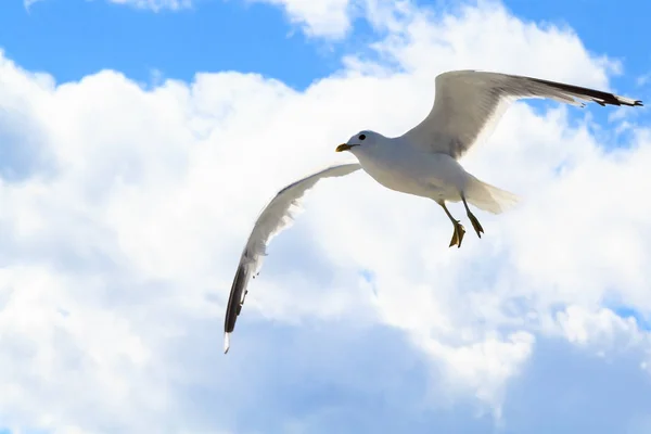 The gull in the sky. — Stock Photo, Image