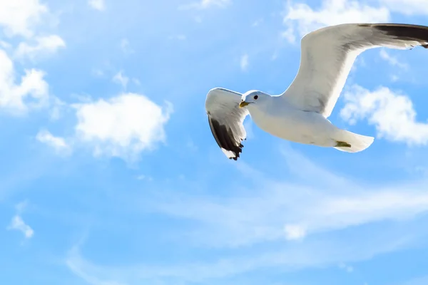  Gökyüzünde martı.