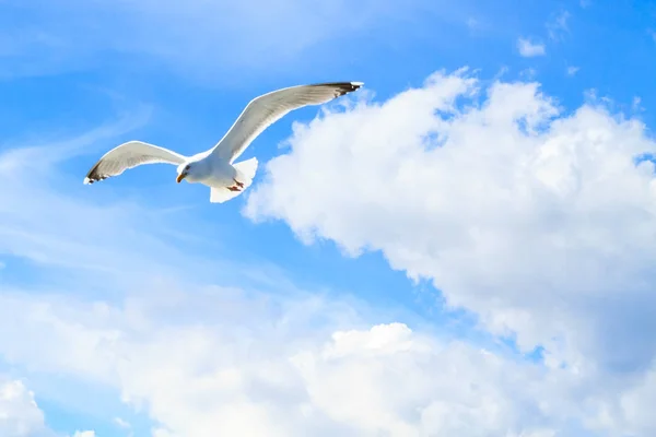 The gull in the sky. — Stock Photo, Image