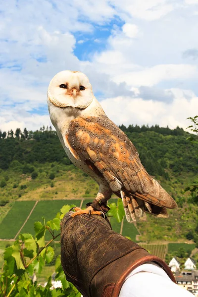 Şahinle Cochem Castle