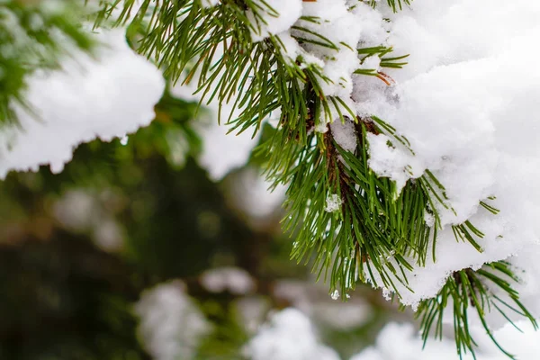 Kar köknar kış orman dalında