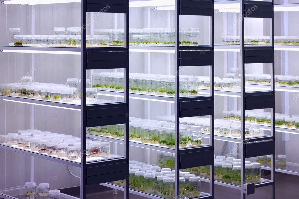 Meristem tissue culture laboratory. Stock Photo by ©Kutredrig 125064456