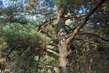 Curonian Spit üzerinde eski çam.