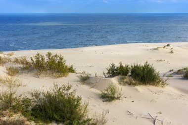 Kum tepeleri Rus Curonian Spit sonbaharda bölüm.. 