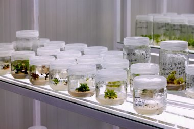 Meristem doku kültürü Laboratuvarı.