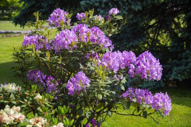 Bush Lehçe parkta renkli çiçekli. Krakow.