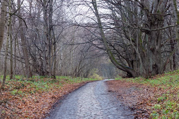 Vieille route en automne . — Photo