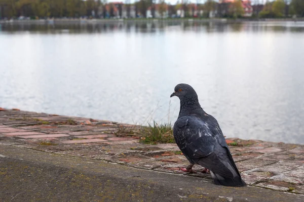 La paloma solitaria . — Foto de Stock
