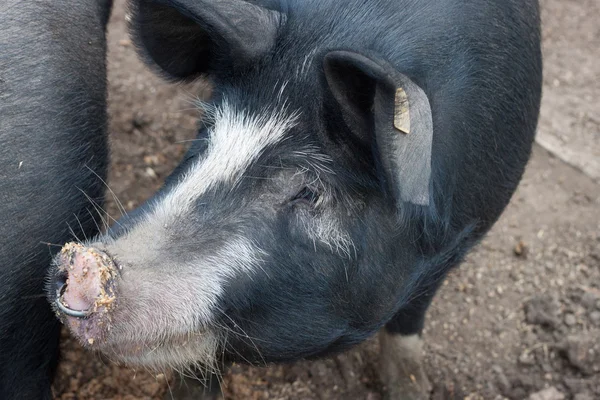 Schwein auf einem belgischen Bauernhof. — Stockfoto