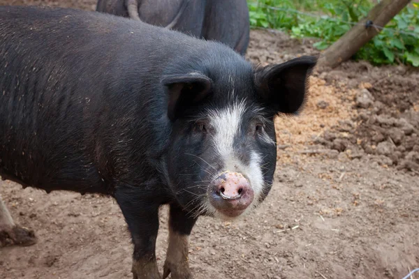 Schwein auf einem belgischen Bauernhof. — Stockfoto